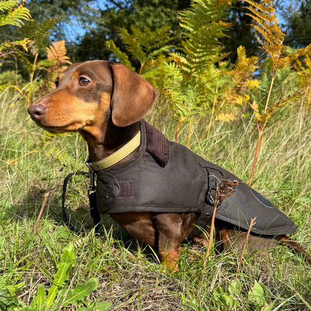 Barbour Dogs - Frank