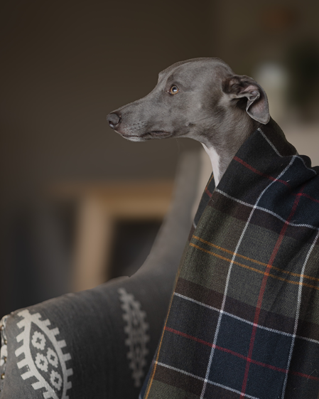 The paw-fect day