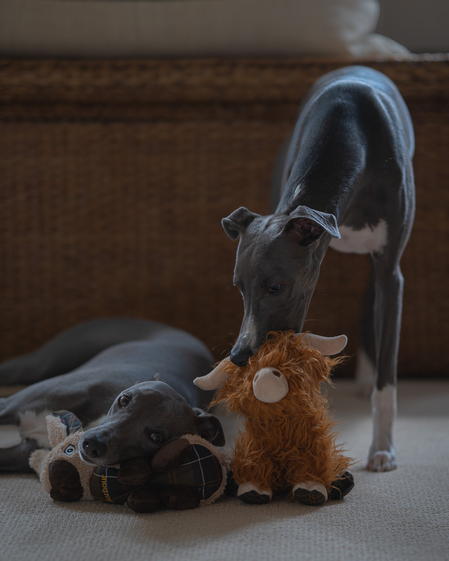 Barbour Dogs