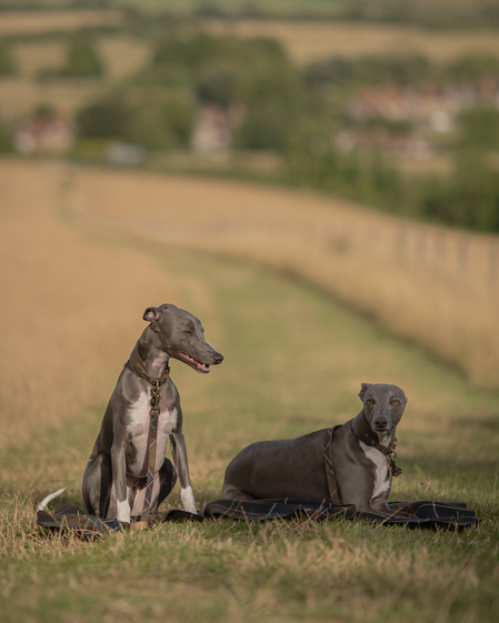 Barbour Dogs Adevntures