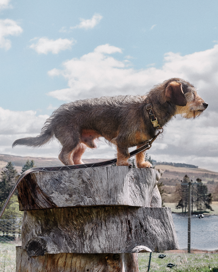 Barbour Dogs
