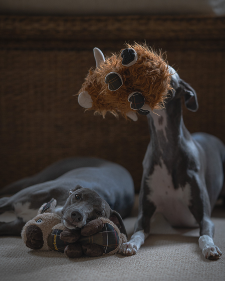 Barbour Dogs Essentials