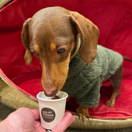 Barbour Dogs - Frank