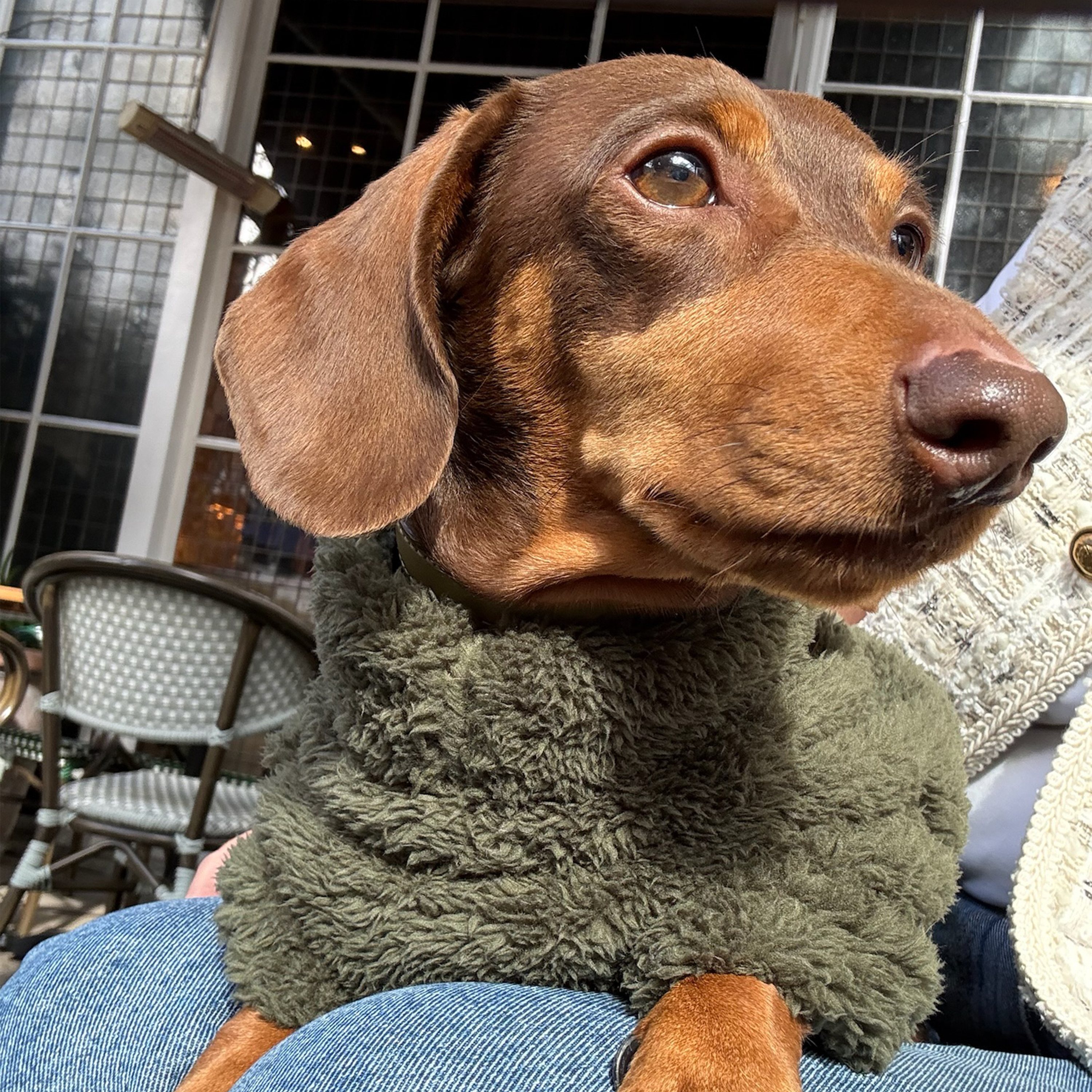 Barbour Dogs - Frank