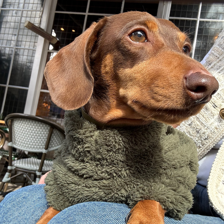 Barbour Dogs - Frank