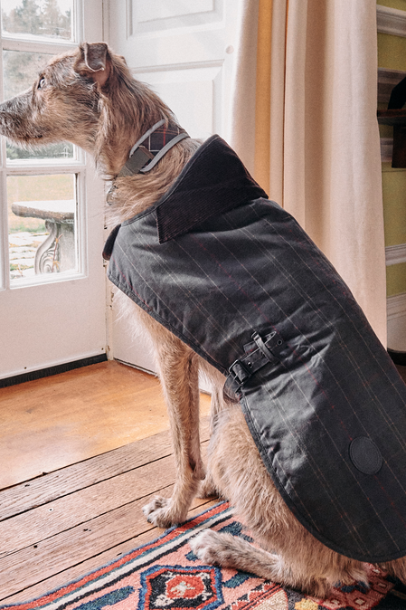 dog clothing and accessories at Barbour
