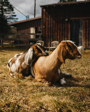 Meagan Fredericks Goat Farm Meagan Fredericks Goat Farm