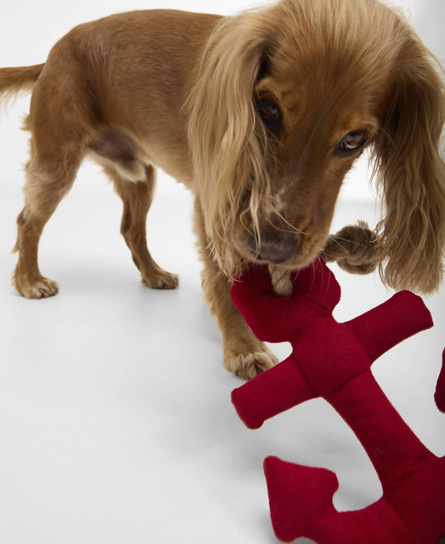 Dog Anchor Toy Red image number 0