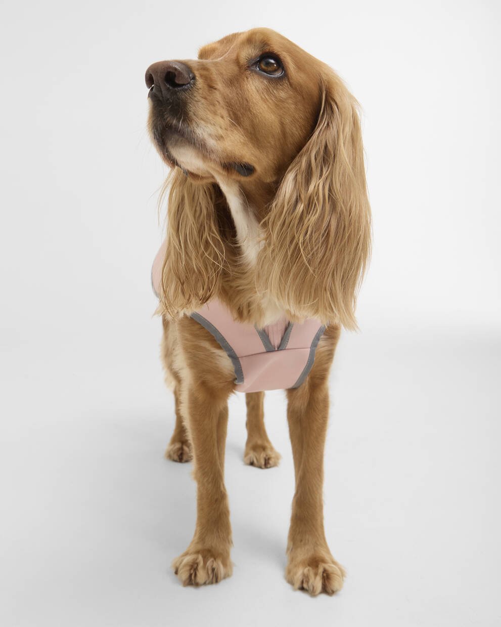 Evie Waterproof Dog Coat