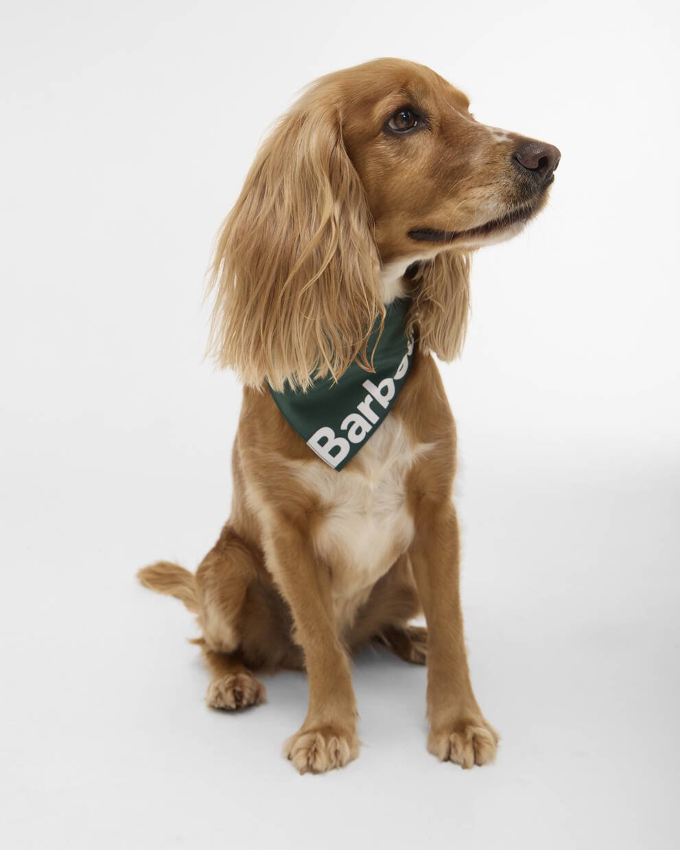 Logo Dog Bandana