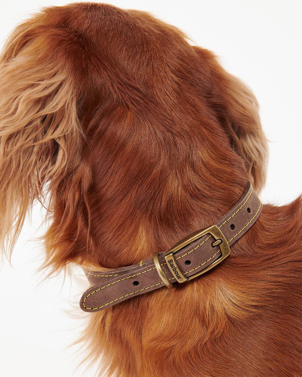 Leather Dog Collar