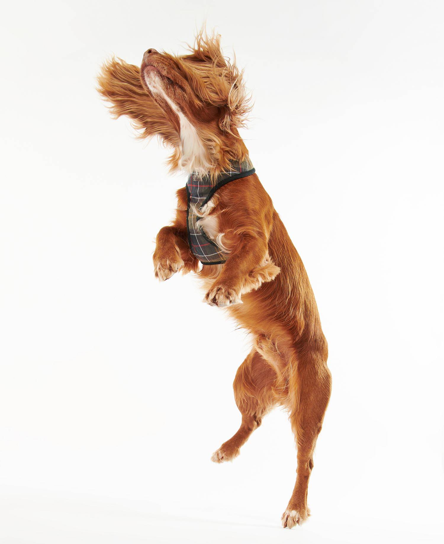 Tartan Dog Harness image number 0