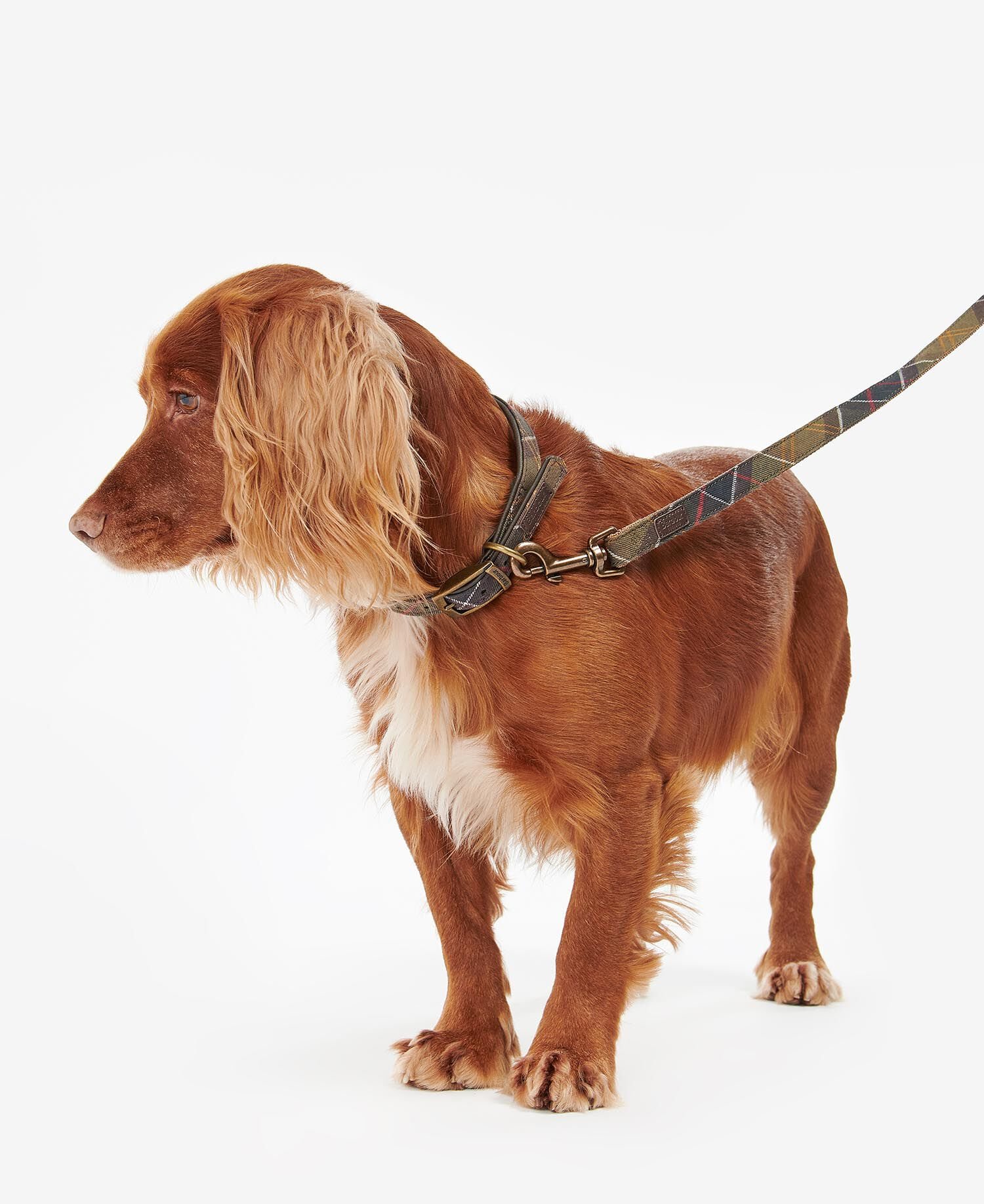 Tartan Webbing Dog Lead Classic Tartan