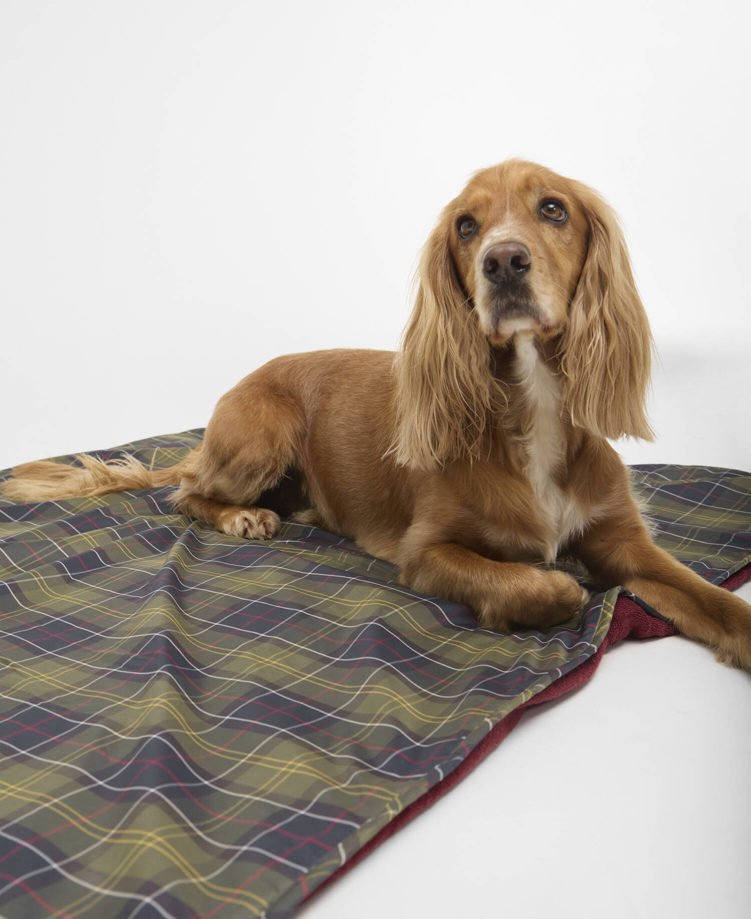 Dog Towel/Blanket image number 0