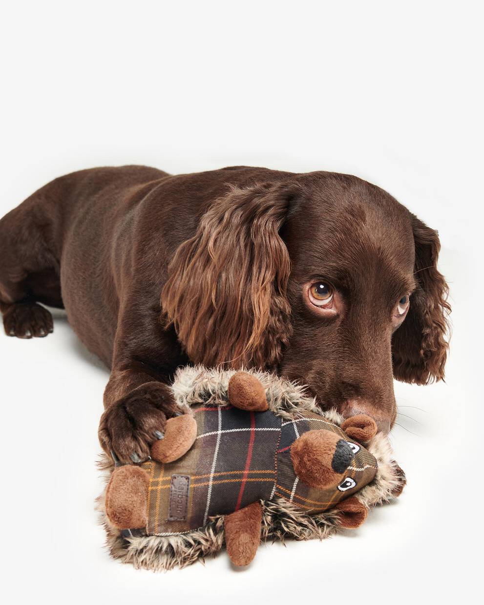 Dog Hedgehog Toy