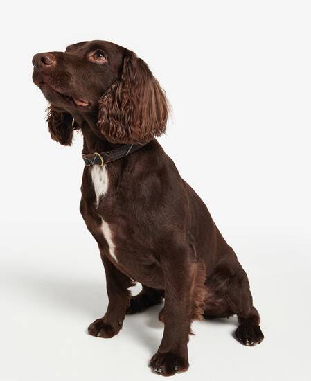 Tartan/Webbing Collar Classic Tartan