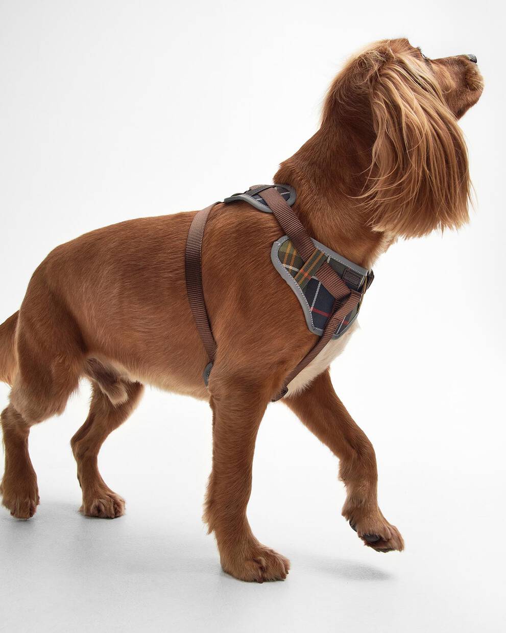 Adjustable Tartan Harness