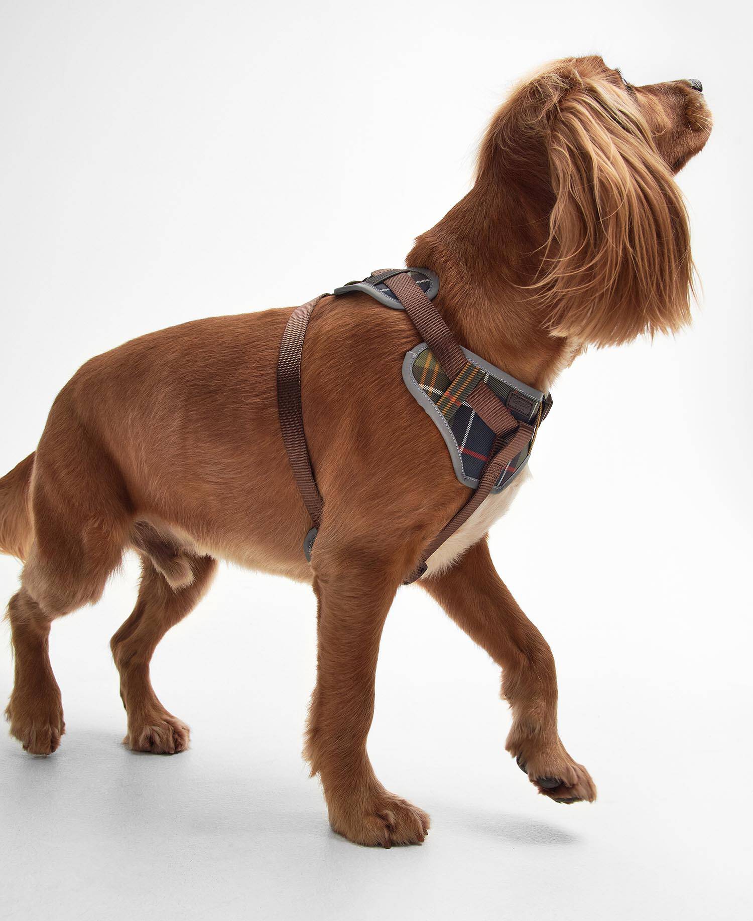 Adjustable Tartan Harness image number 0