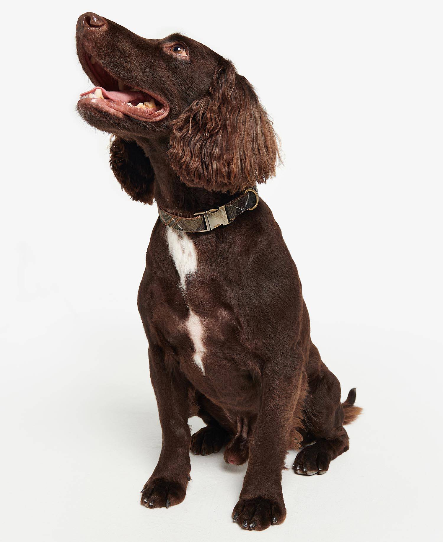 Reflective Tartan Dog Collar image number 1