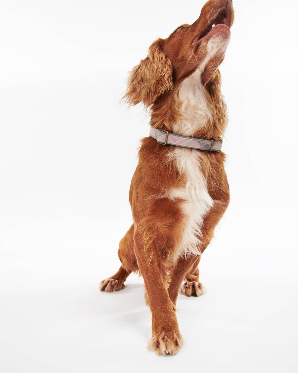 Reflective Tartan Dog Collar