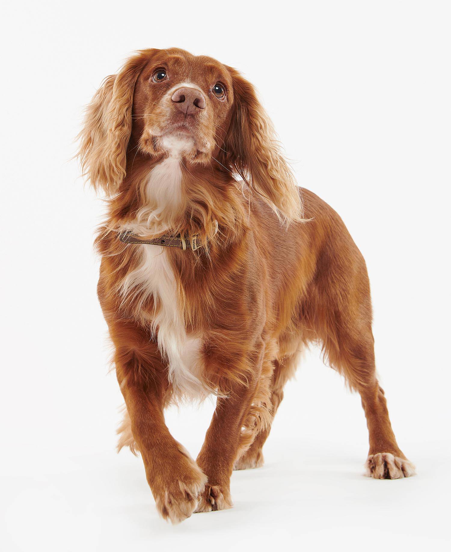 Leather Dog Collar image number 1