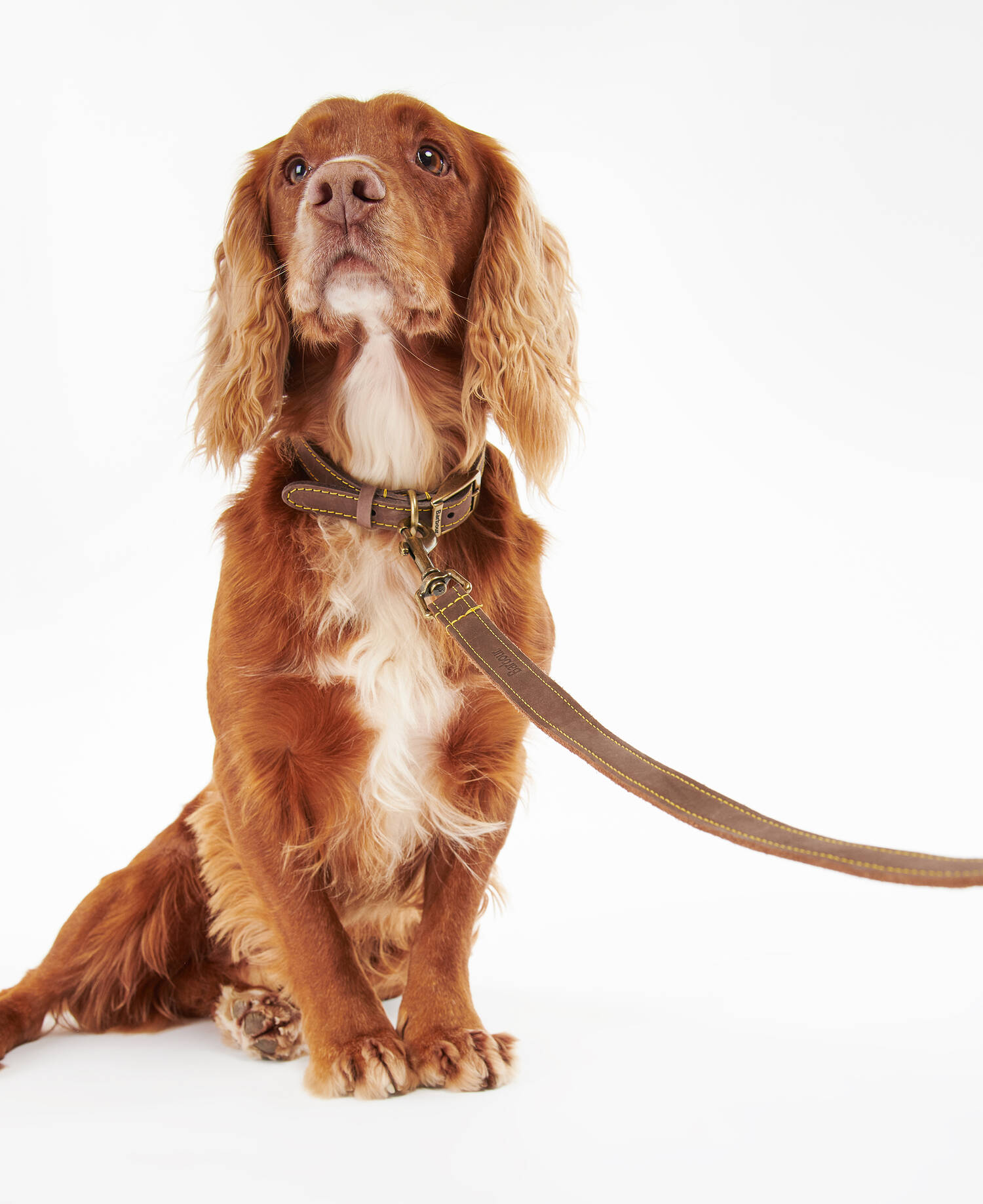 Leather Dog Lead image number 0