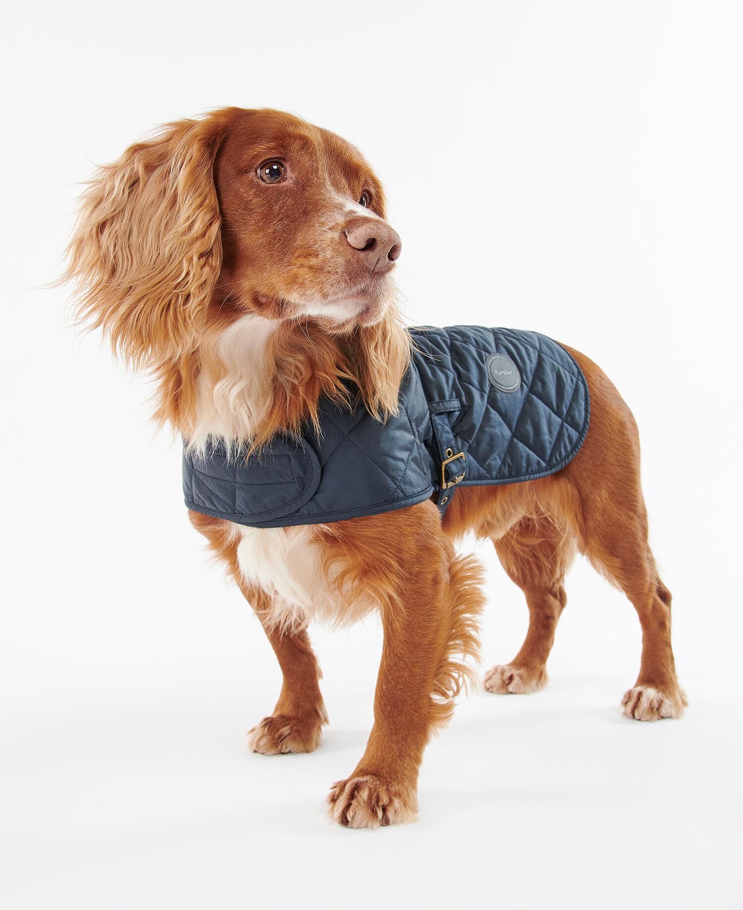 Barbour | Dogs