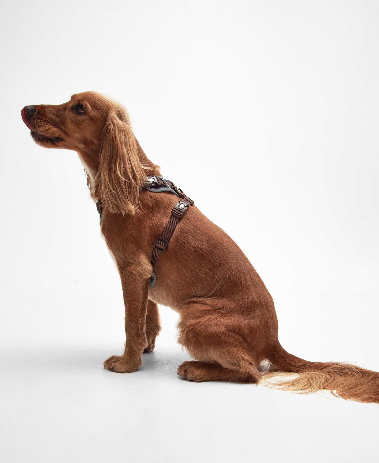 Adjustable Tartan Harness Classic Tartan