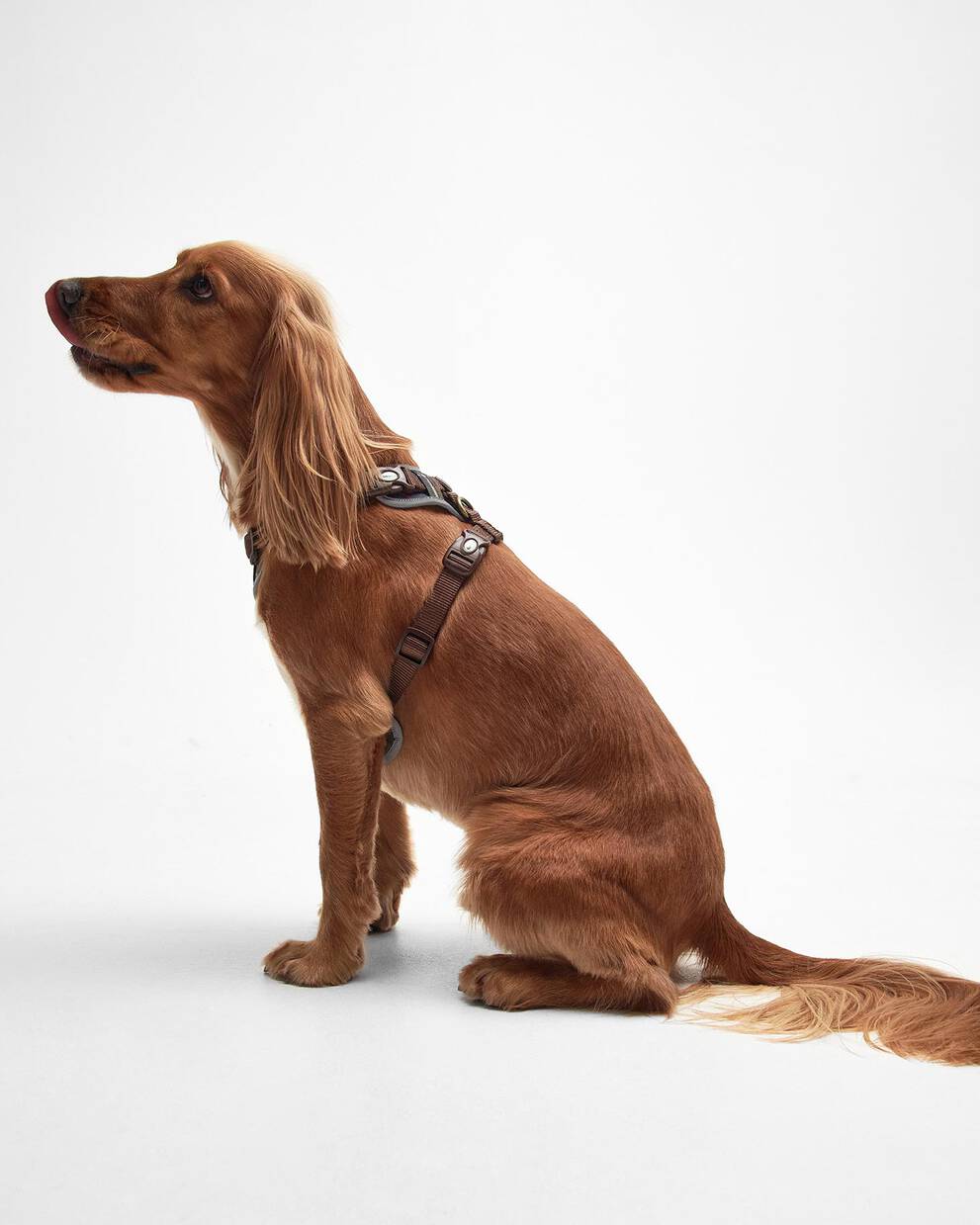 Adjustable Tartan Harness