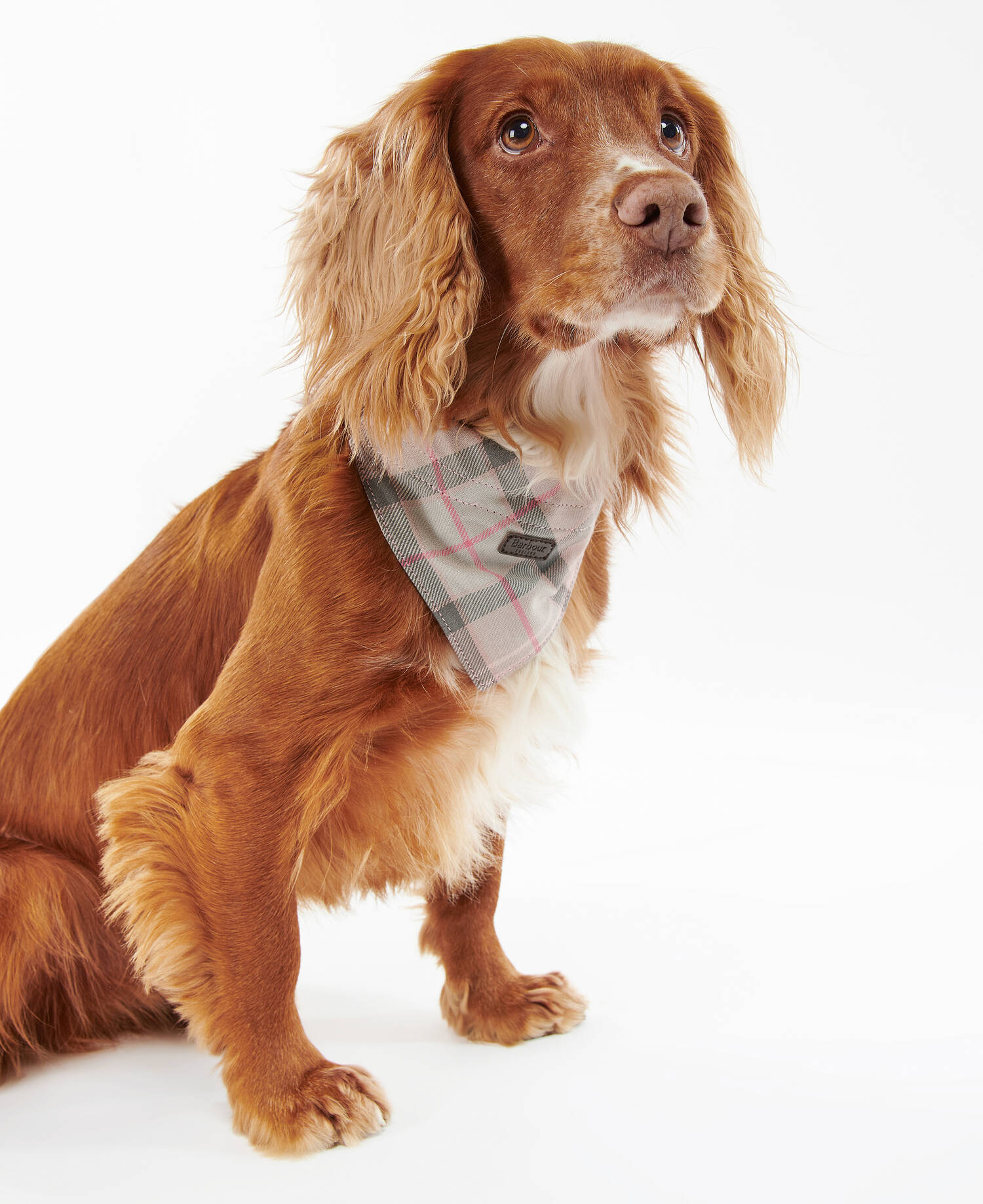 Tartan Bandana image number 1