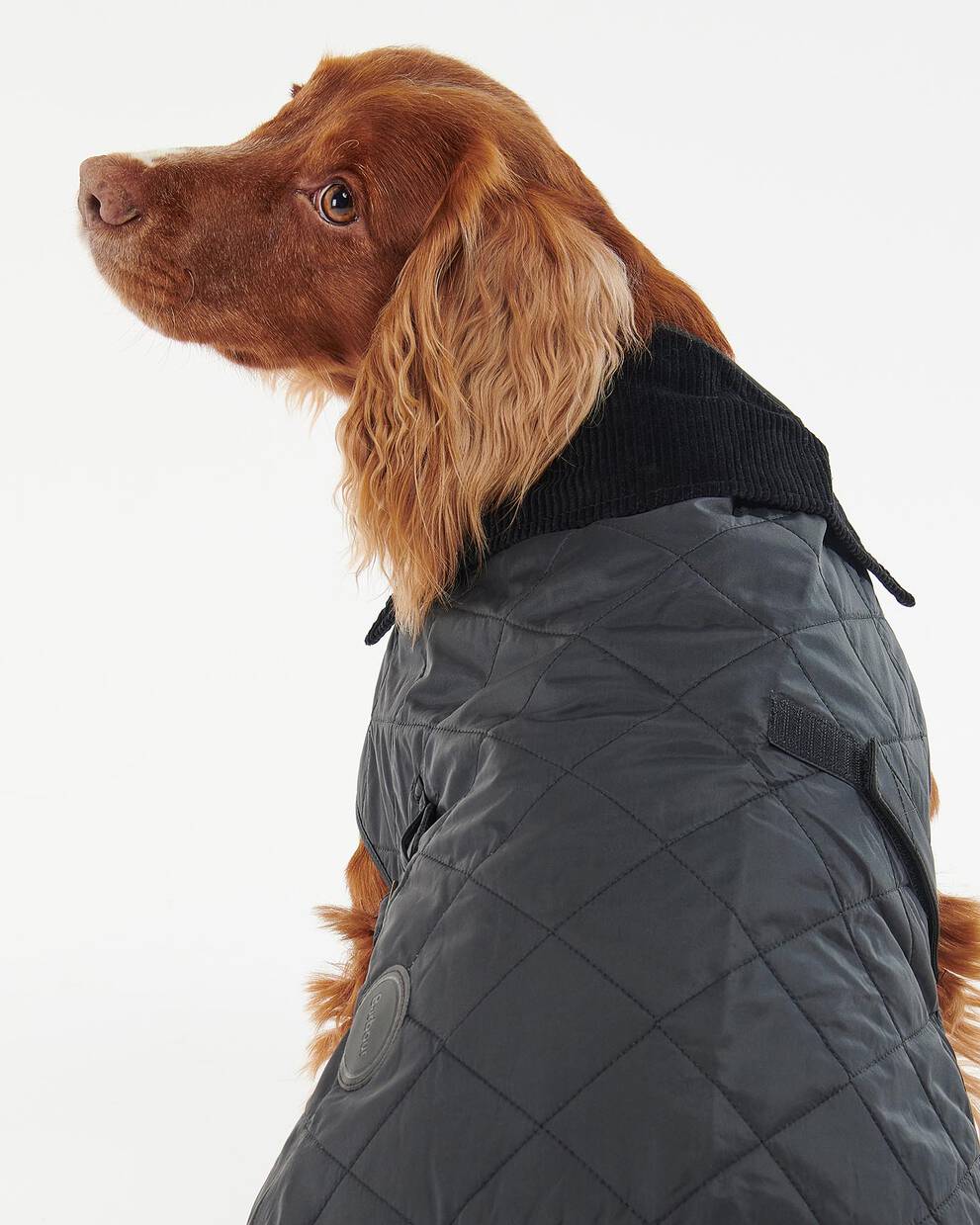 Quilted Dog Coat