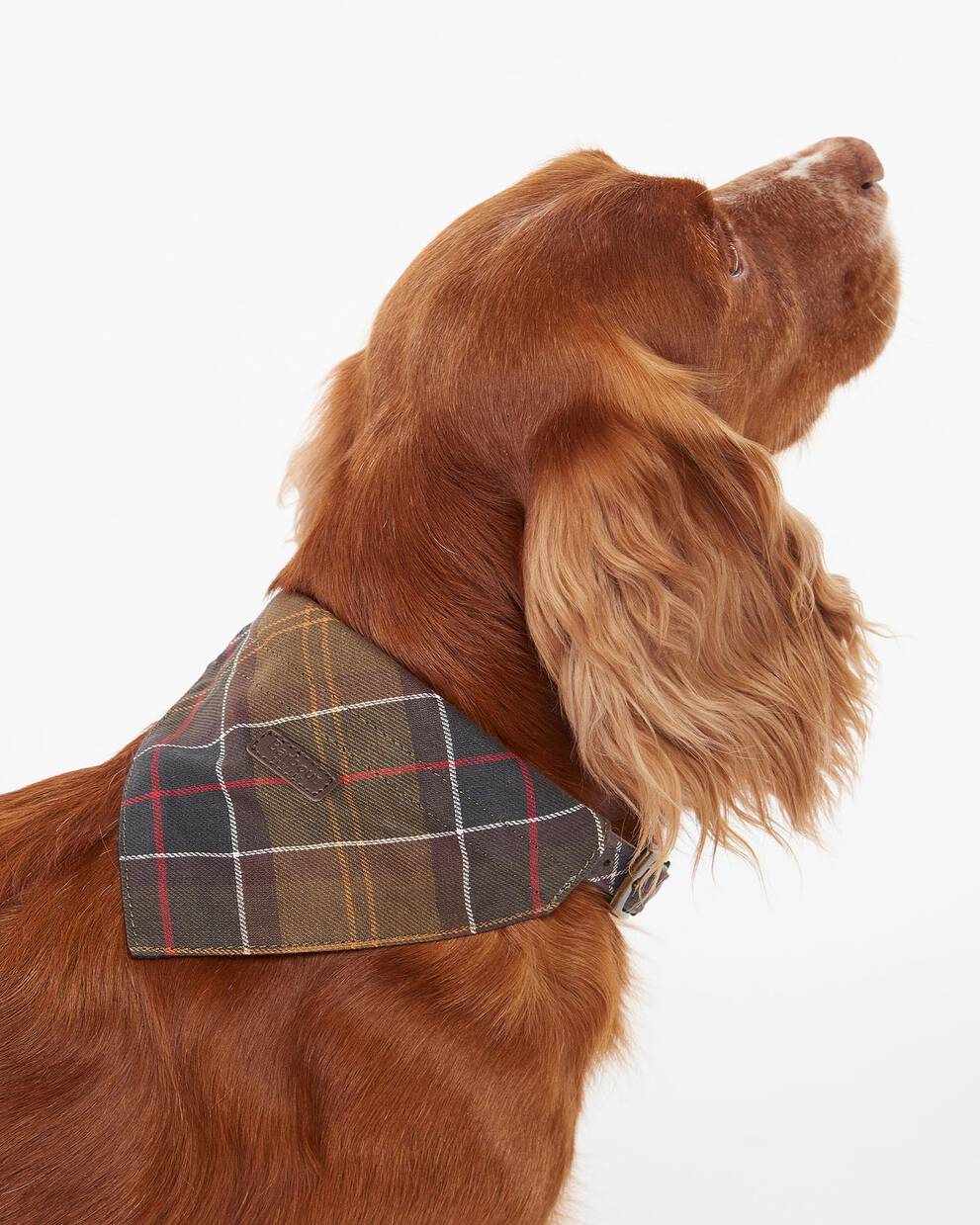 Tartan Bandana