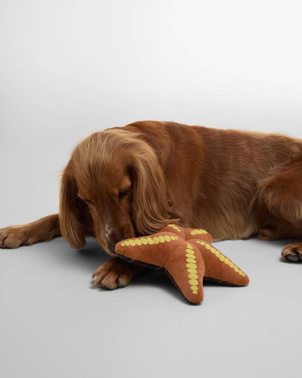 Starfish Dog Toy