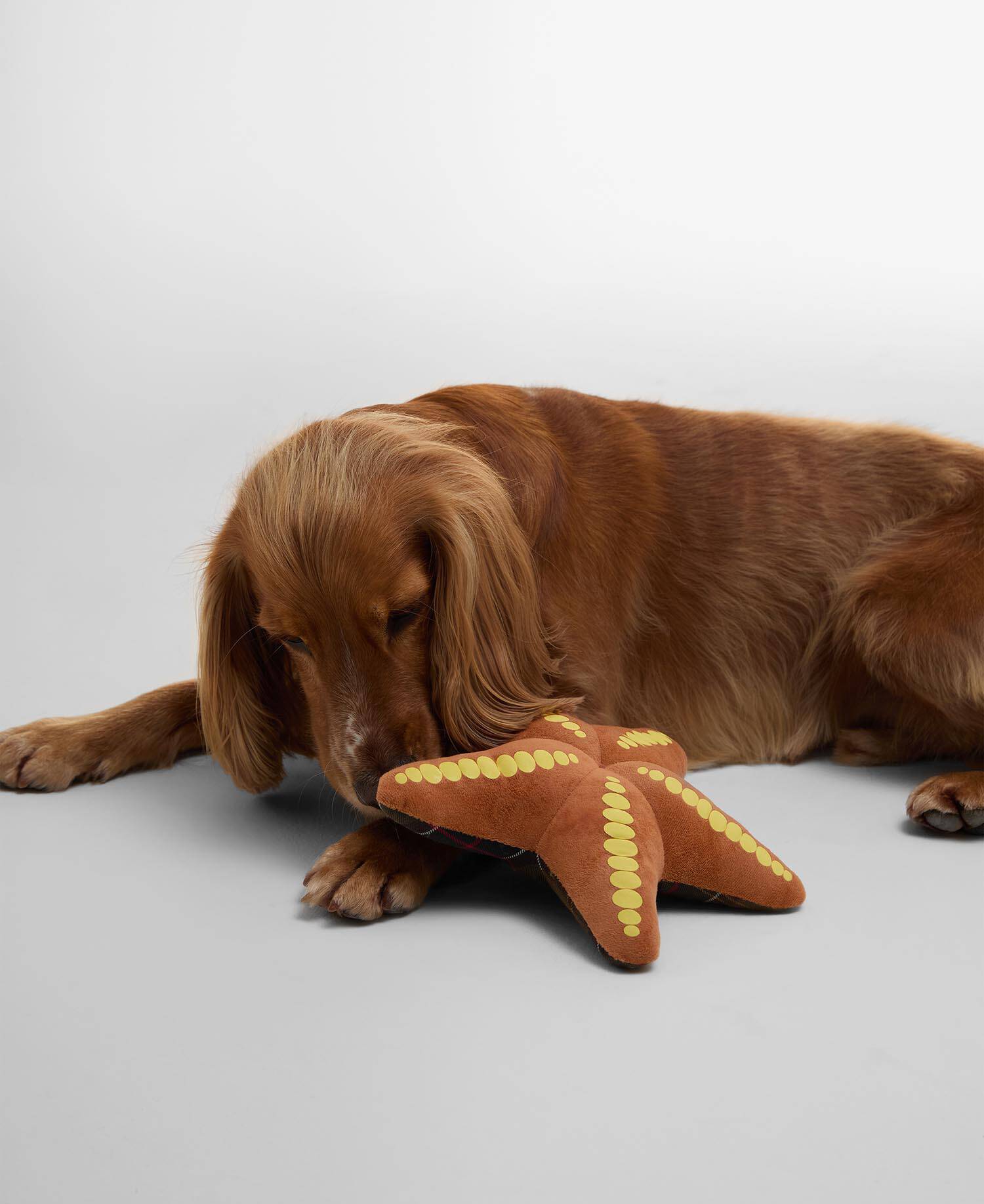 Starfish Dog Toy image number 0