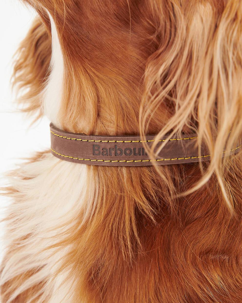 Leather Dog Collar