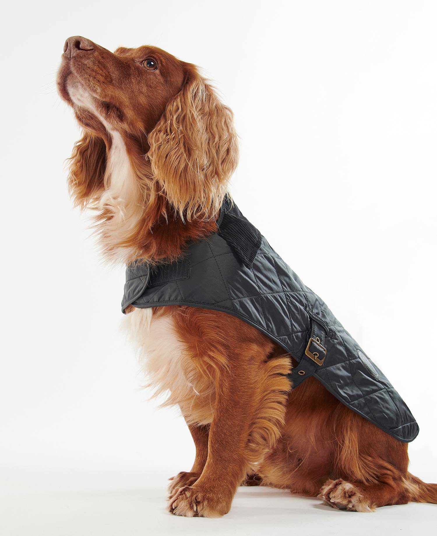 Quilted Dog Coat Classic Black image number 1