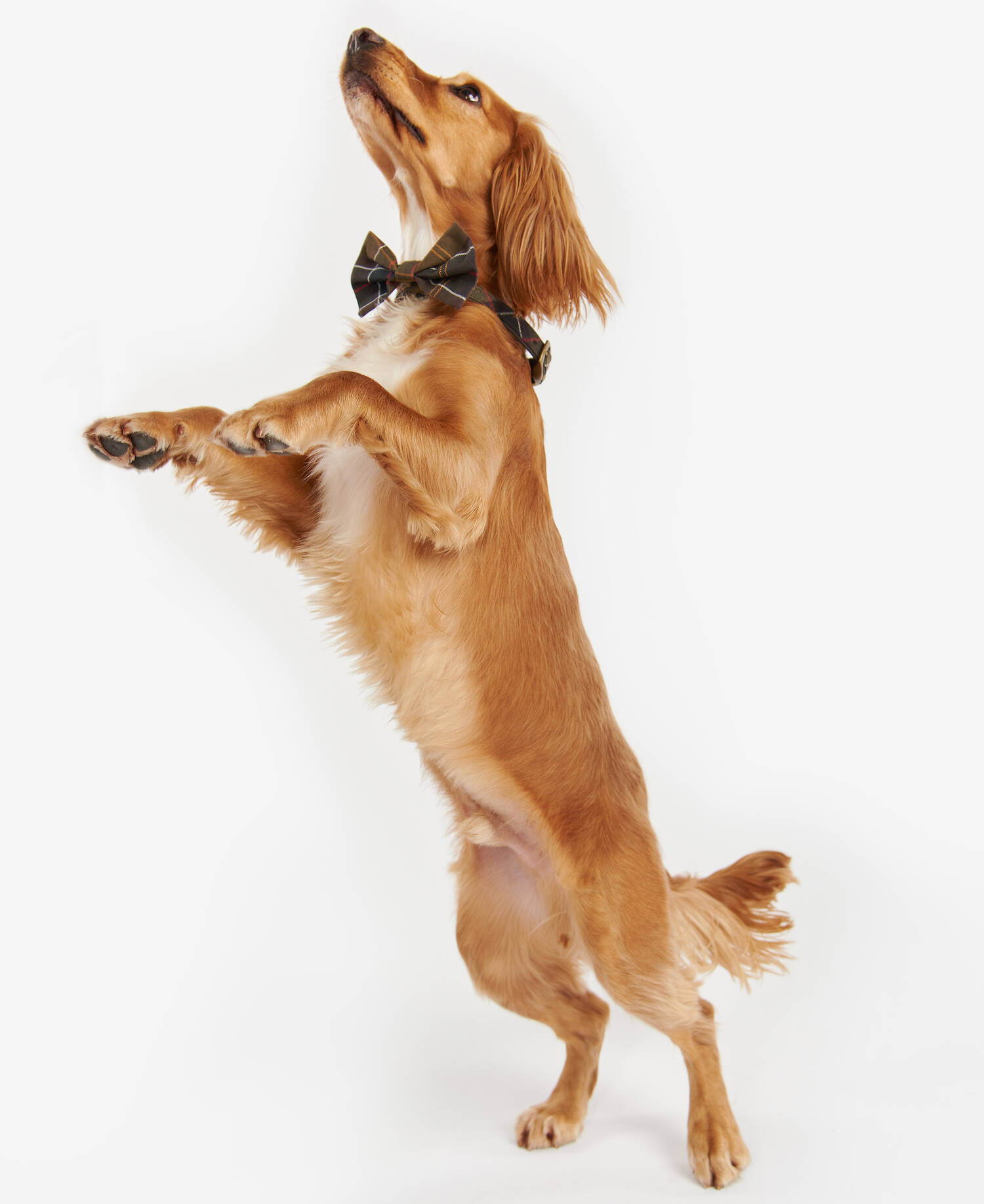 Tartan Dog Bow Tie image number 0