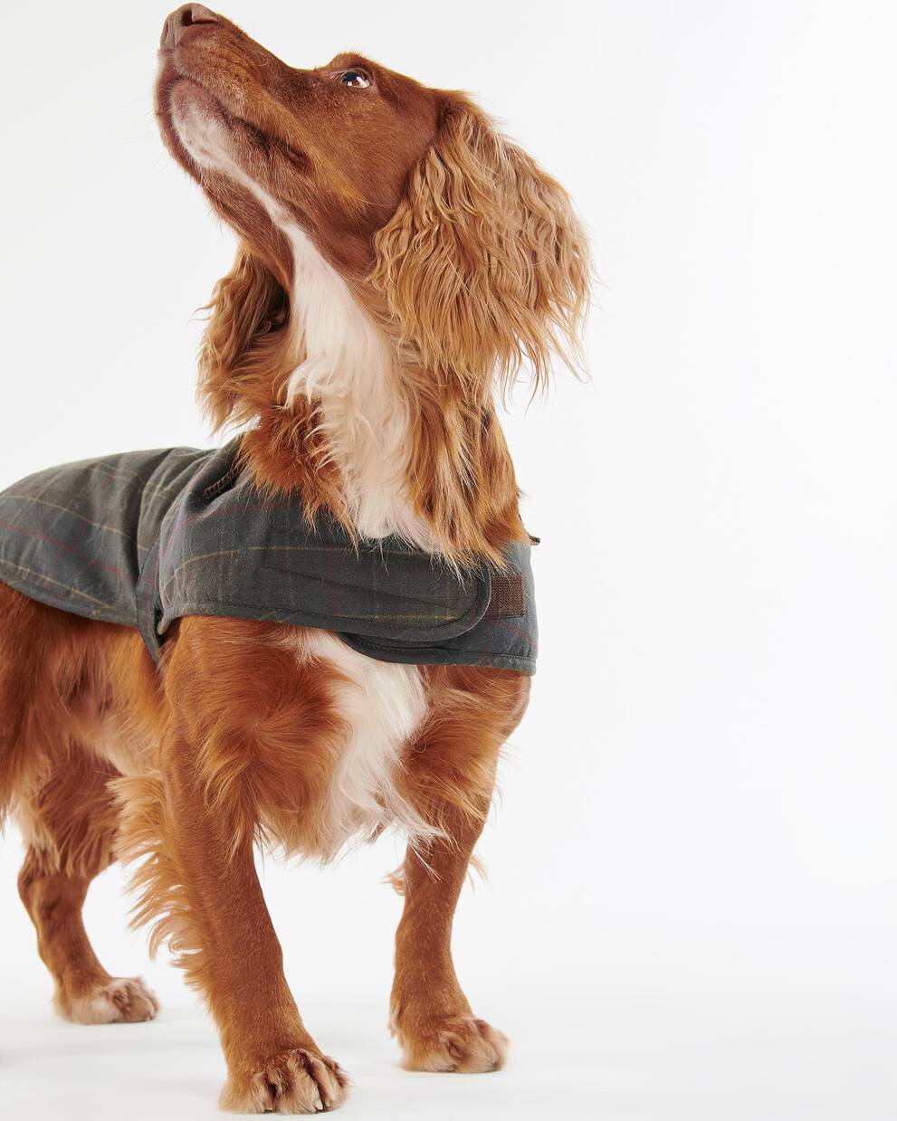 Hundemantel Tartan Wax