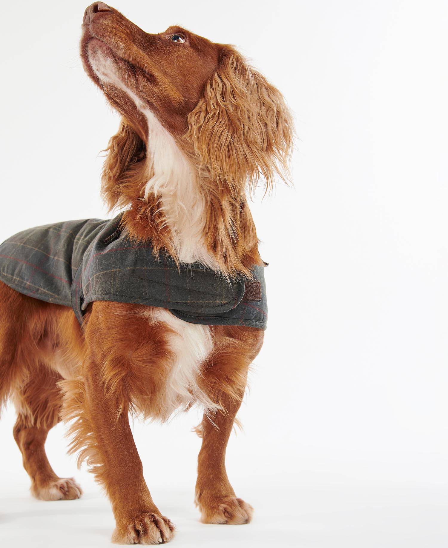 Tartan Waxed Dog Coat image number 3