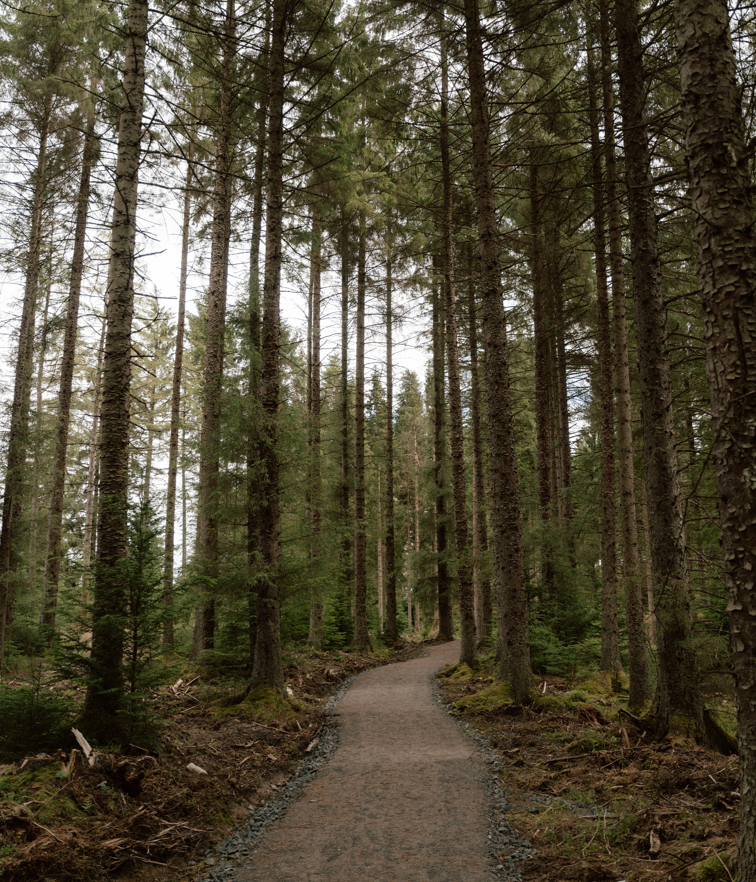 Kielder Forest