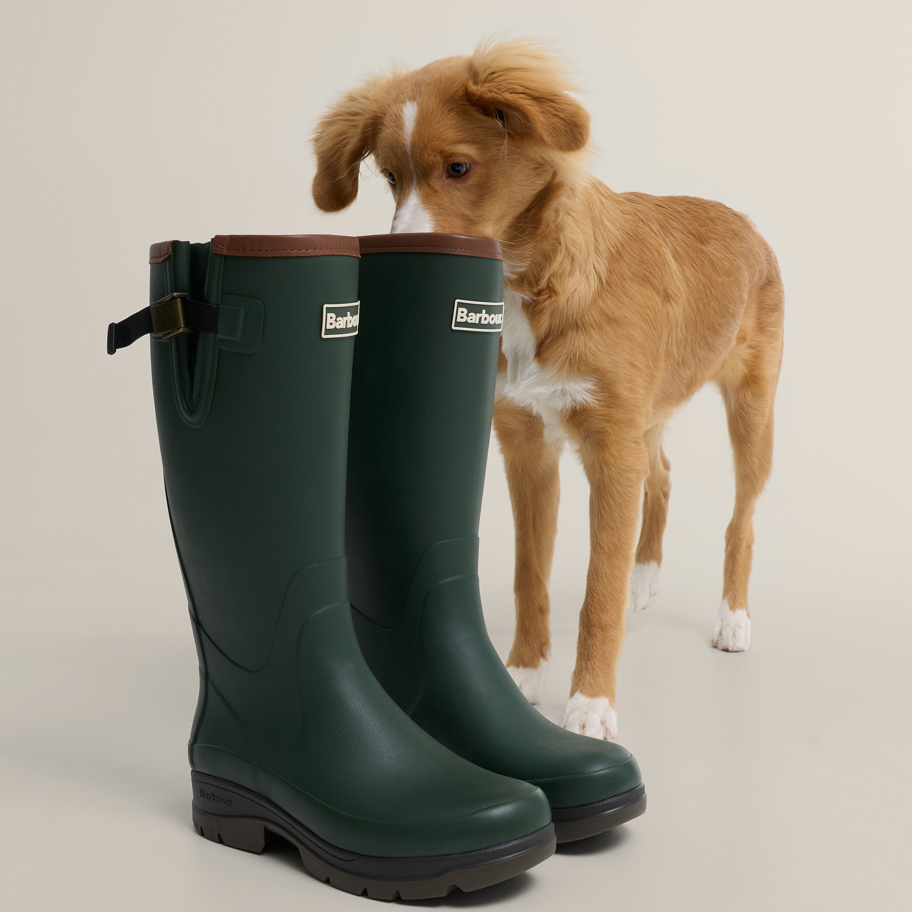 Dog sniffing Tempest Wellies