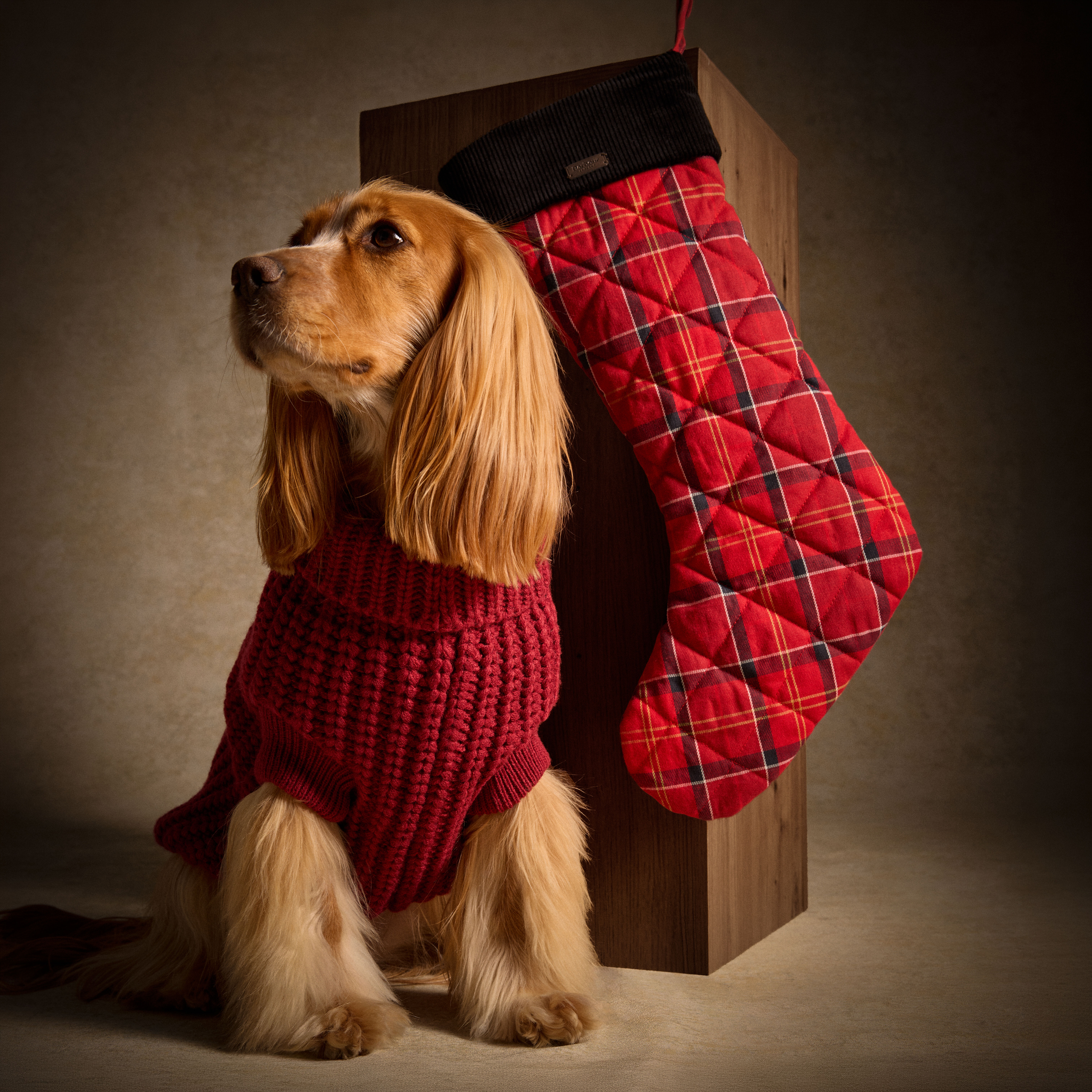 Dog wearing red jumper with red christmas stocking