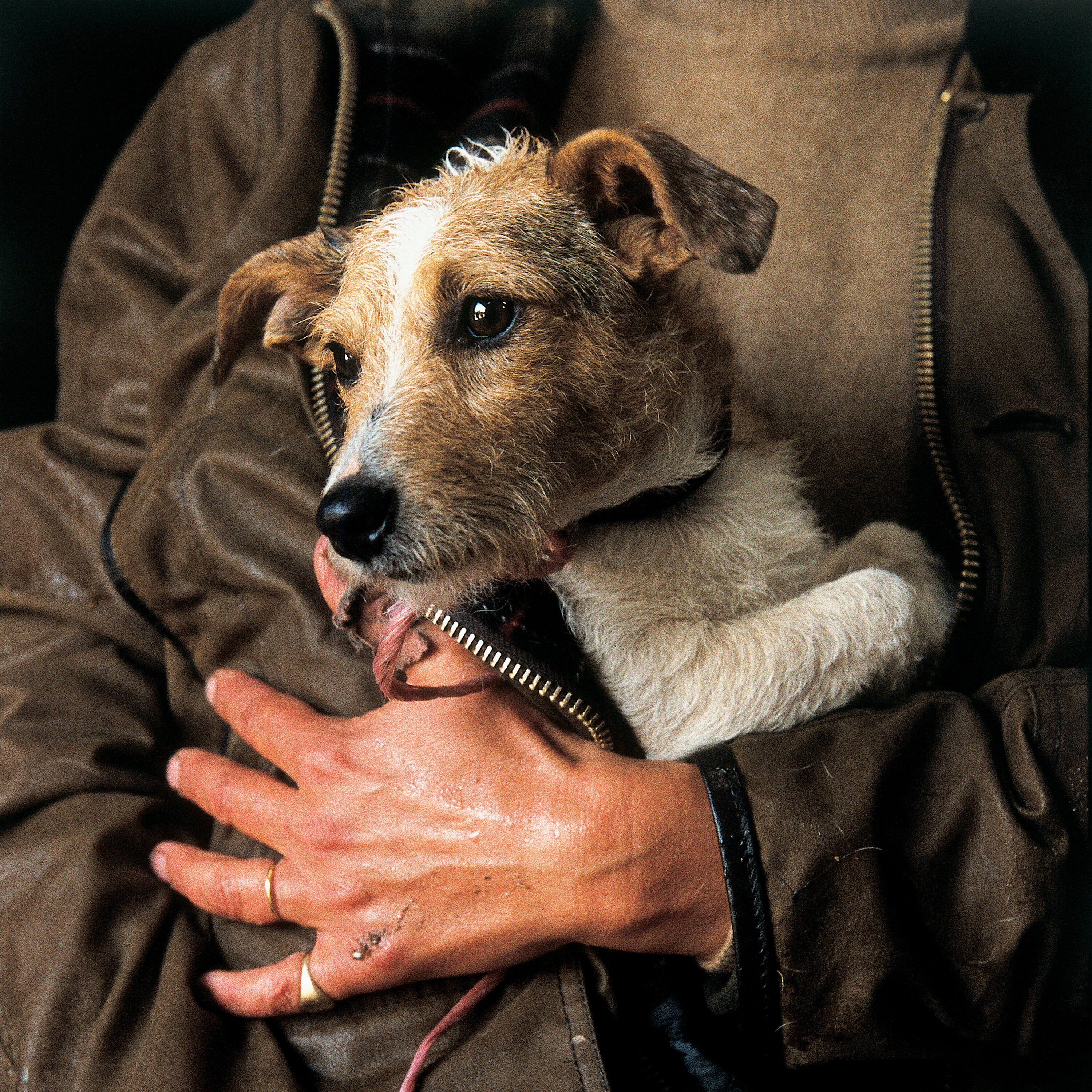 Dog wrapped in Wax Jacket
