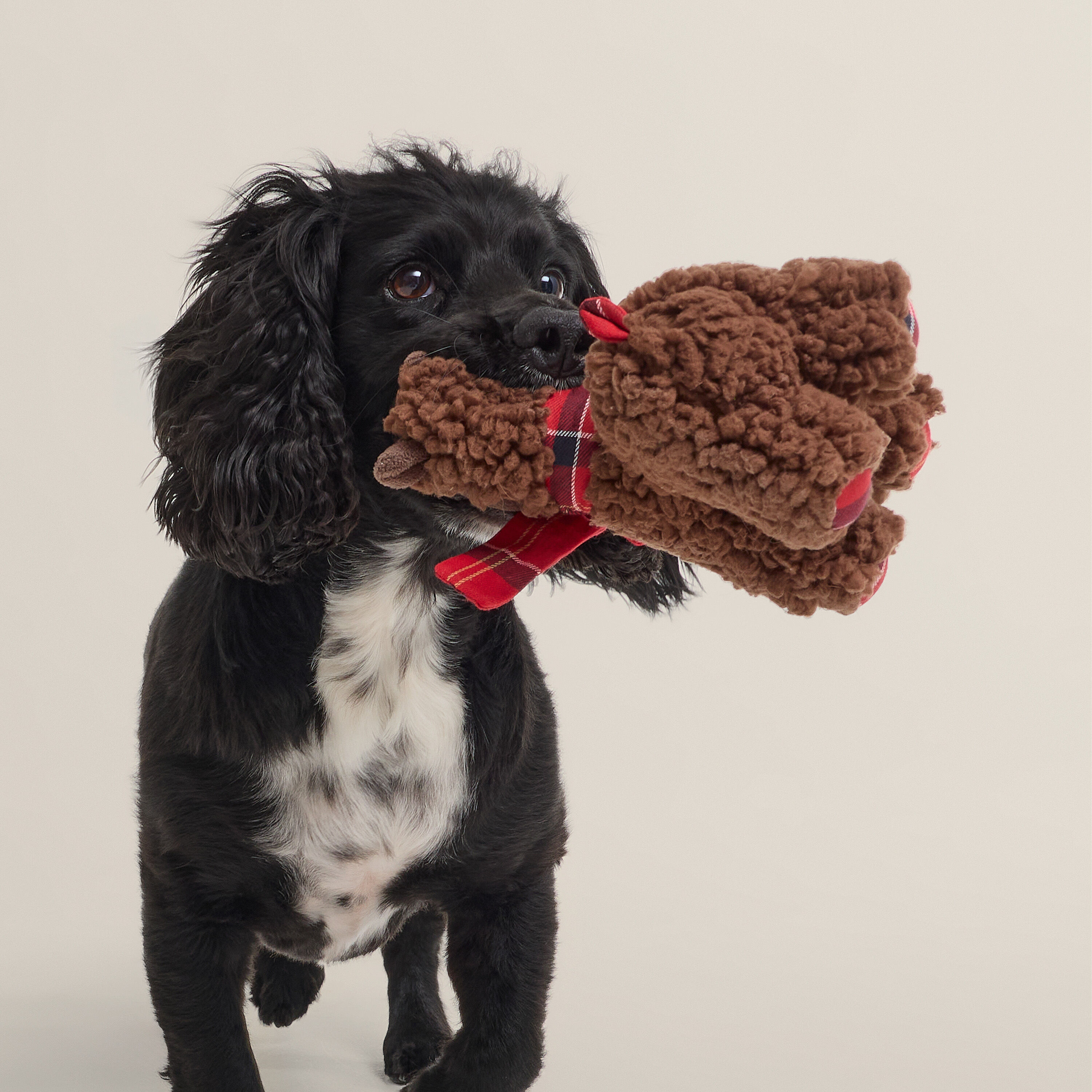 Black and white spaniel with Barbour Llama Dog Toy in his mouth