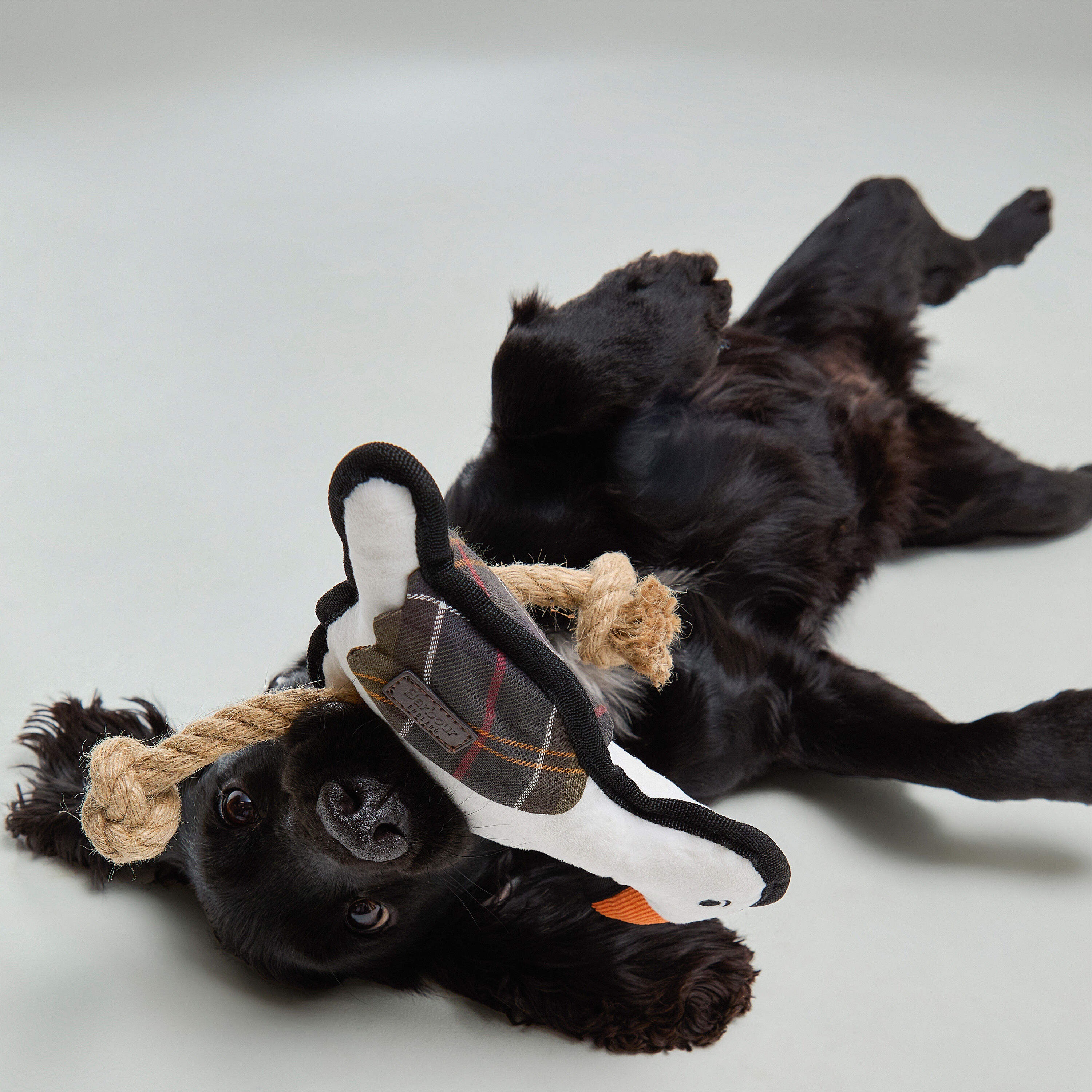 Dog Seabird toy