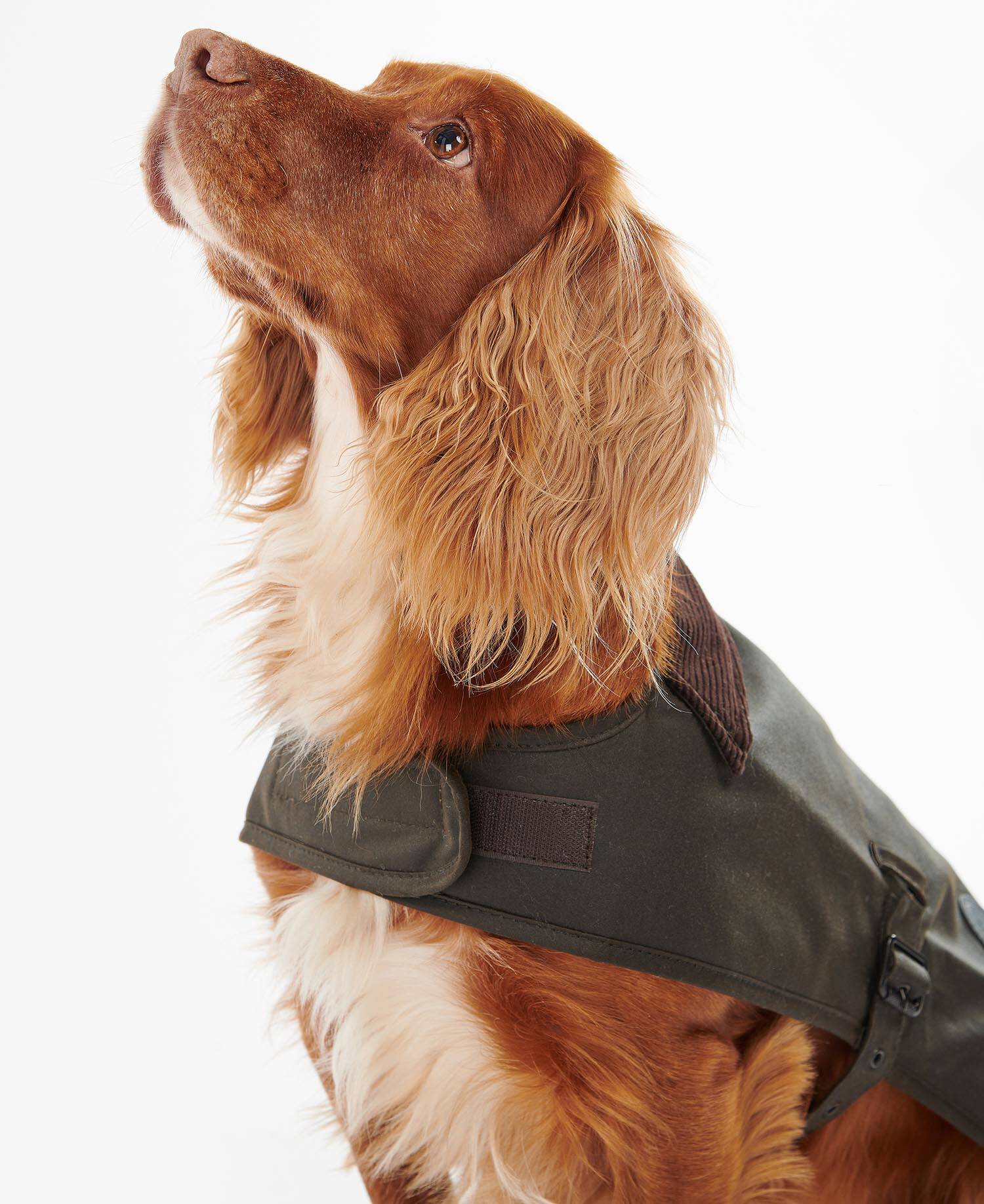 Waxed Dog Coat Olive image number 3