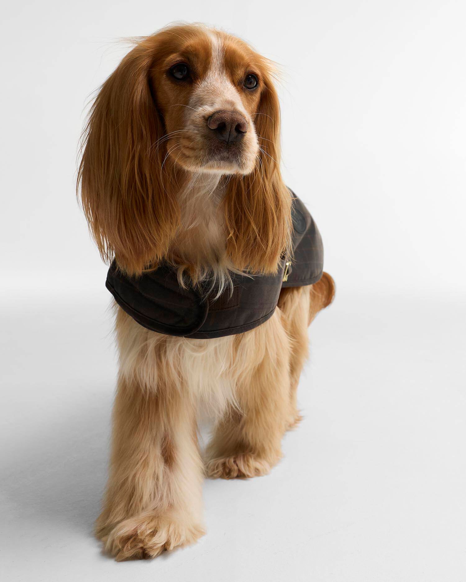 Tartan Waxed Dog Coat Muted Tartan image number 1
