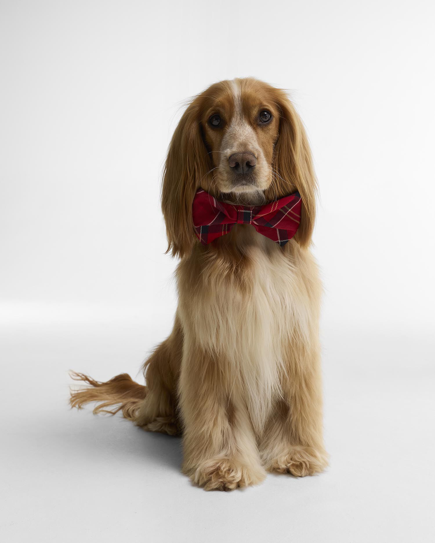 Tartan Dog Bow Tie Cardinal Tartan