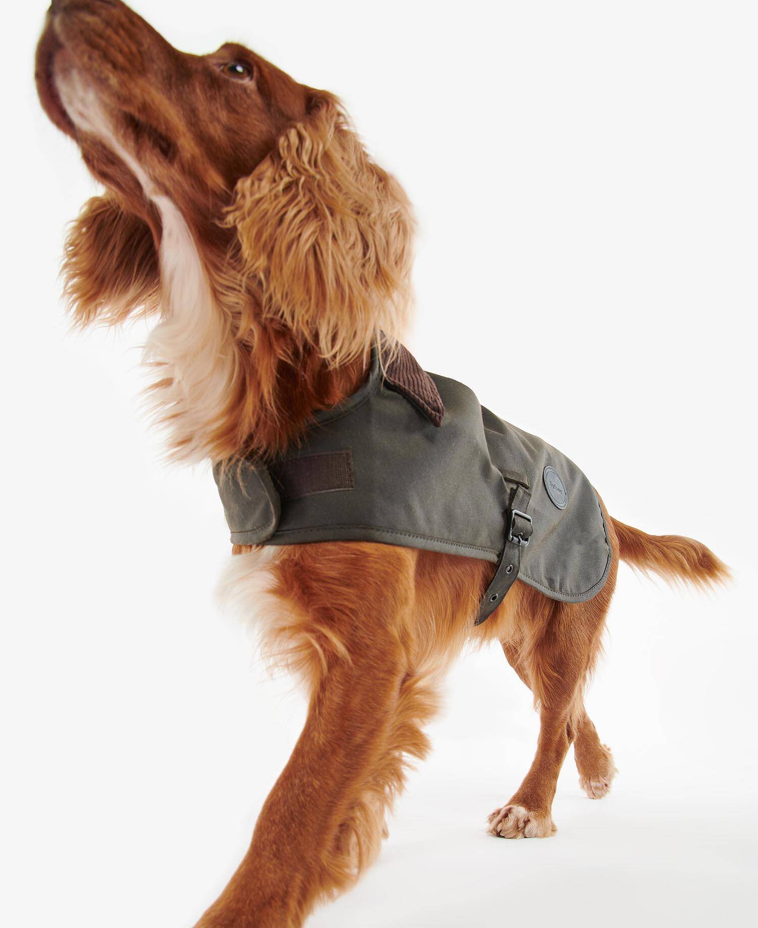 Waxed Dog Coat Olive image number 0