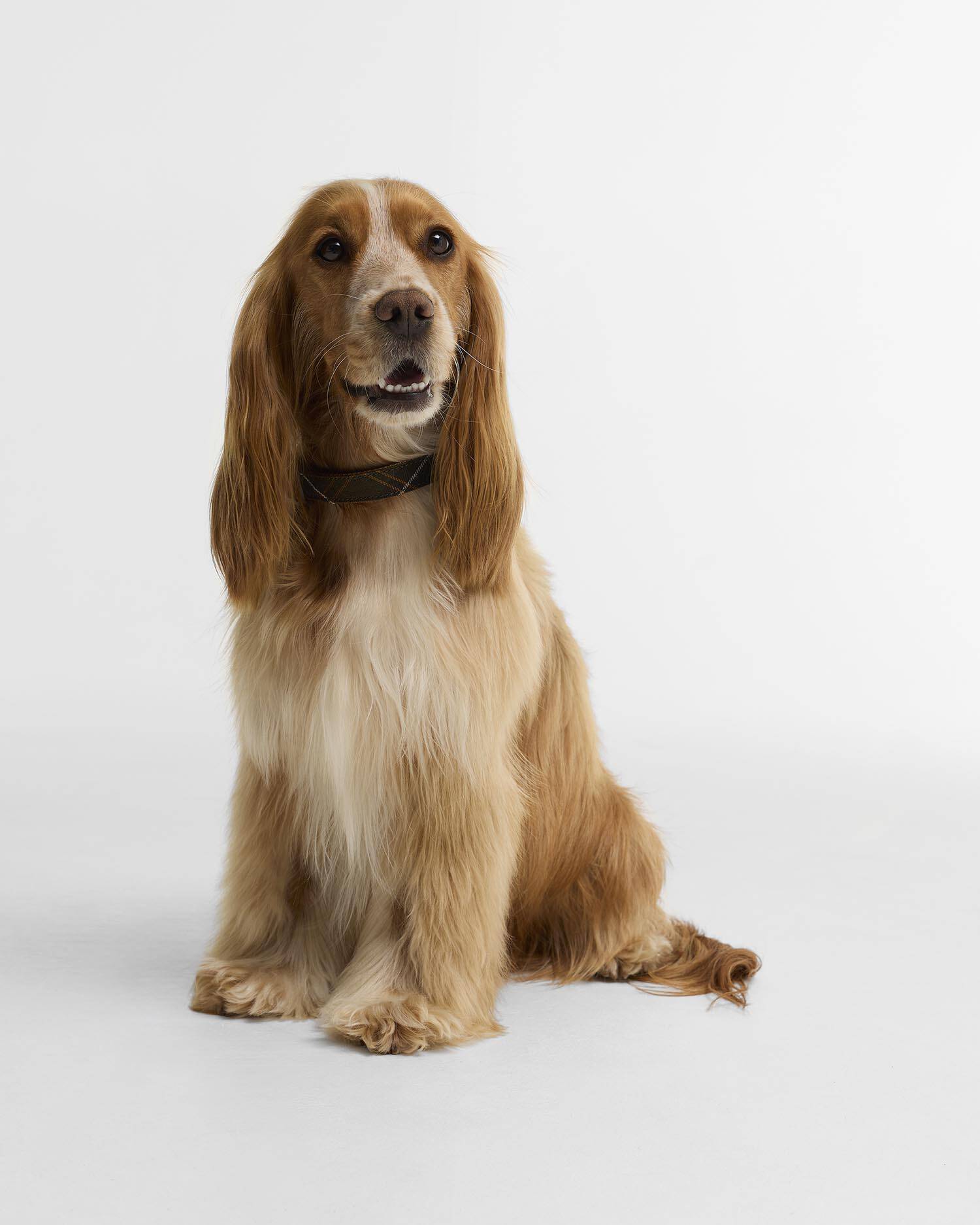 Barbour Hundehalsband Tartan & Webbing Classic Tartan image number 1